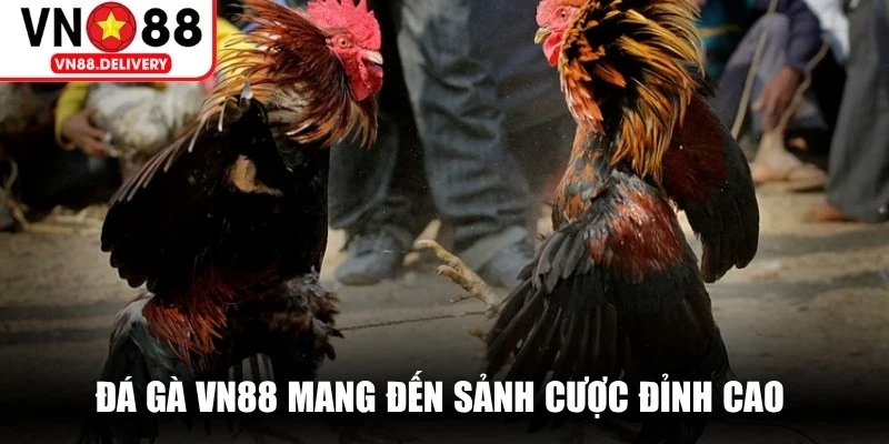 Đá gà VN88 mang đến sảnh cược đỉnh cao với chất lượng livestreams sắc nét